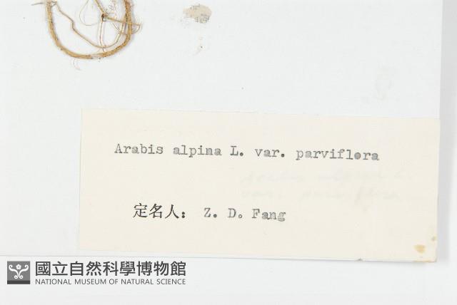 小花南芥藏品圖，第6張