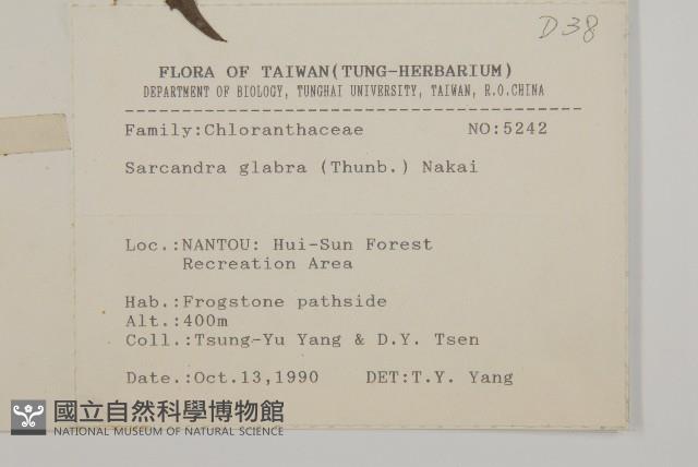 草珊瑚、紅果金粟蘭藏品圖，第2張