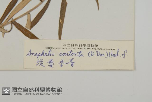 旋葉香青藏品圖，第3張