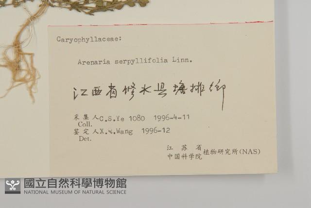 無心菜、鵝不食草藏品圖，第3張