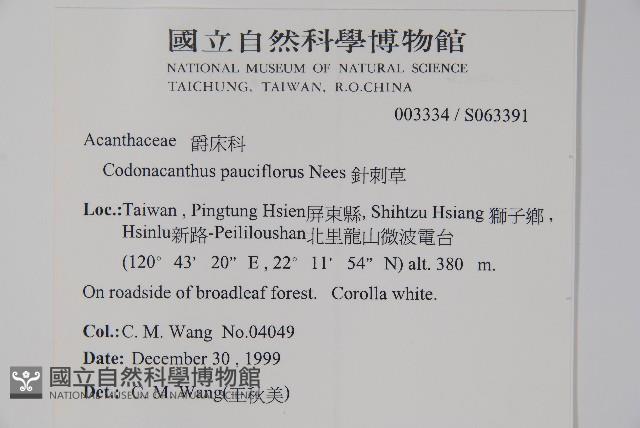 針刺草藏品圖，第2張