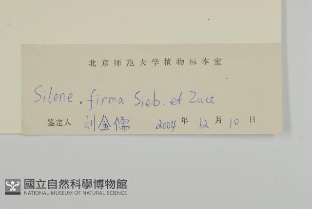 堅硬女婁菜藏品圖，第3張