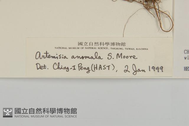 珍珠蒿、奇蒿藏品圖，第3張