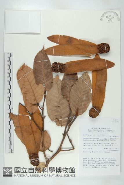 白葉蒿藏品圖，第3張