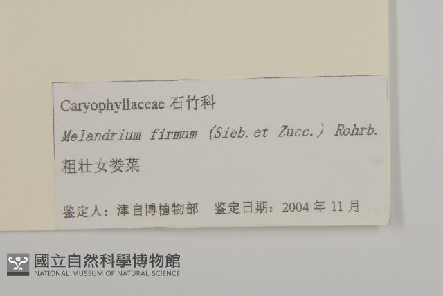 堅硬女婁菜藏品圖，第3張