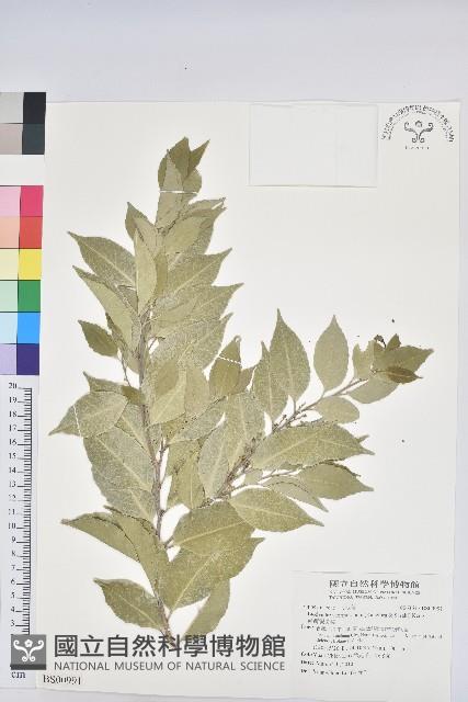 小葉莢迷藏品圖，第3張