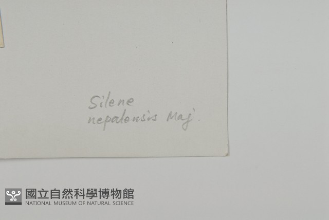 尼泊爾繩子草藏品圖，第3張