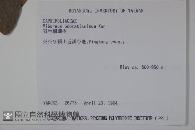 珊瑚樹藏品圖，第2張