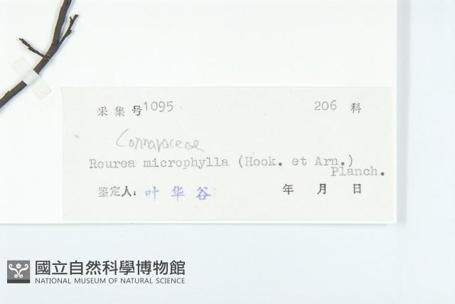 紅葉藤藏品圖，第3張