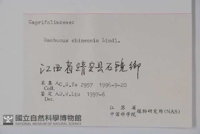 冇骨消藏品圖，第2張