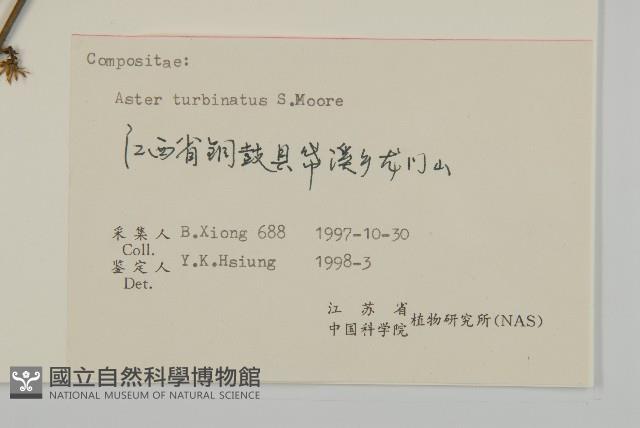 高山小葉菊、陀螺紫菀藏品圖，第3張