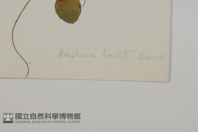 心葉兔兒風藏品圖，第3張