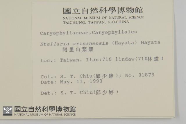 阿里山繁縷藏品圖，第2張