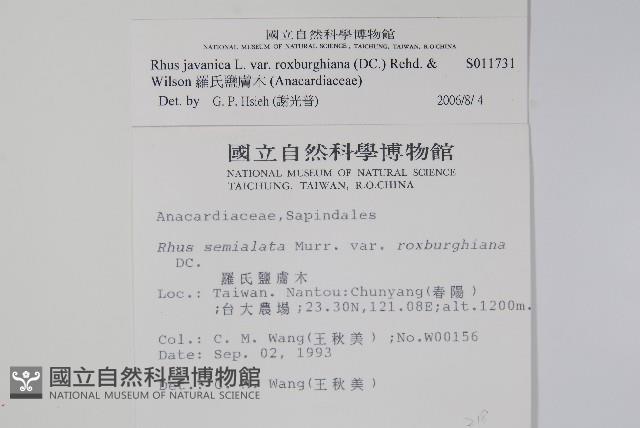 羅氏鹽膚木藏品圖，第2張