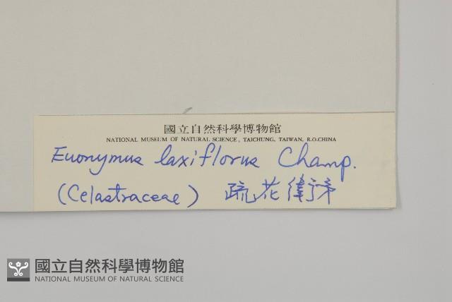 大丁黃藏品圖，第3張