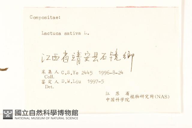 萵苣、蒿菜藏品圖，第3張