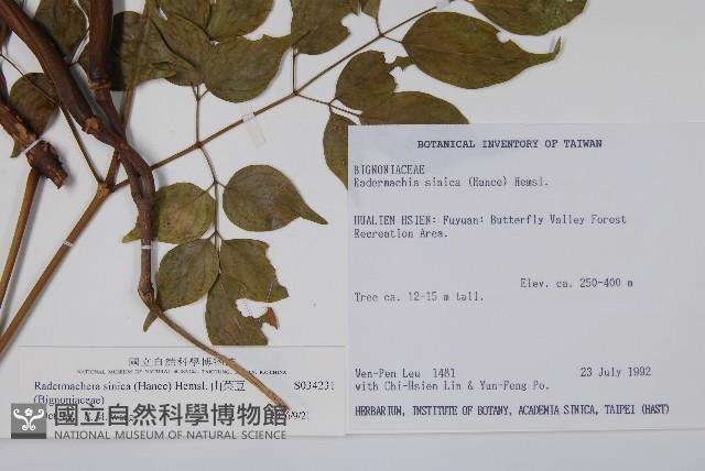 山菜豆藏品圖，第2張