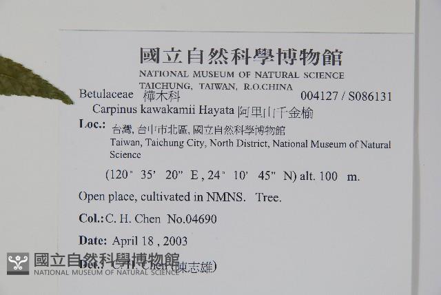 阿里山千金榆藏品圖，第2張