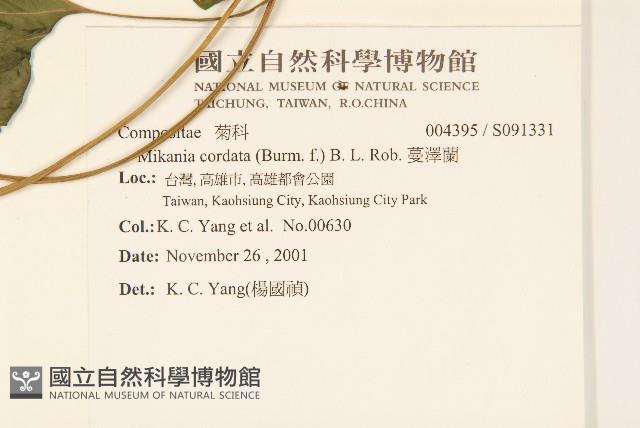 蔓澤蘭藏品圖，第2張