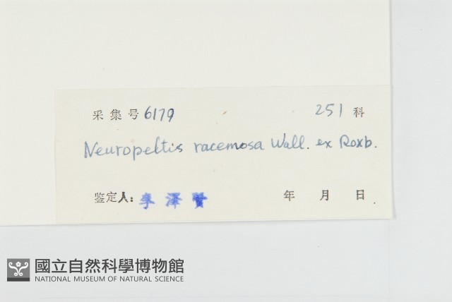 盾苞果藏品圖，第3張