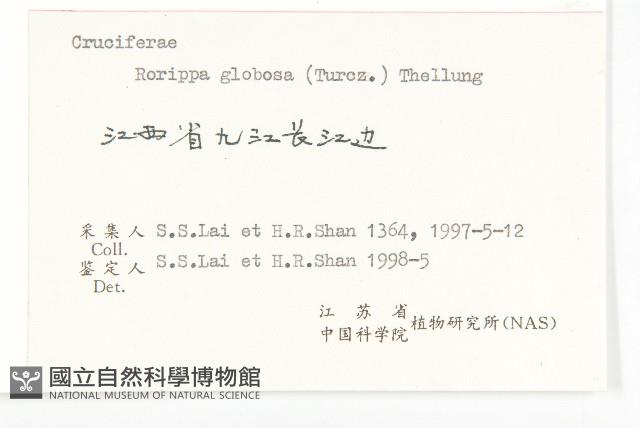 風花菜、球果山芥菜藏品圖，第3張