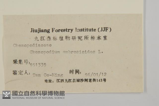 臭杏、土荊芥藏品圖，第3張