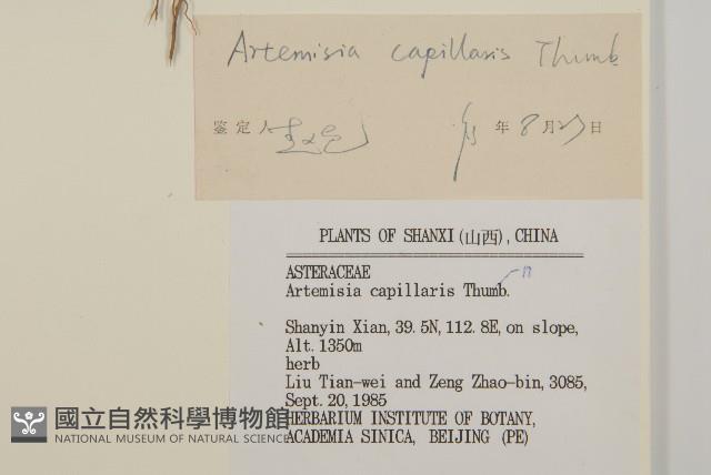 茵蔯蒿藏品圖，第3張