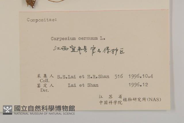 杓兒菜藏品圖，第3張