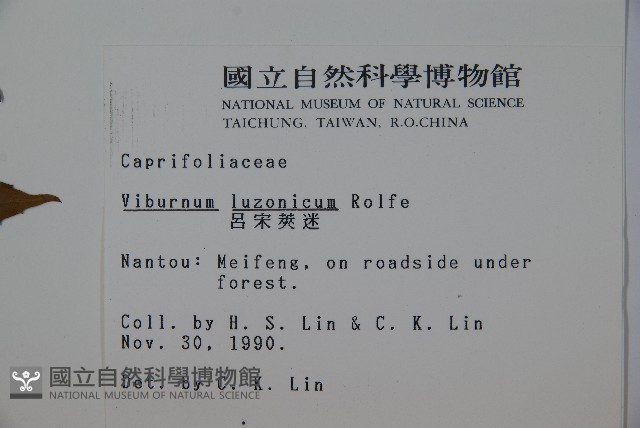 呂宋莢迷藏品圖，第2張