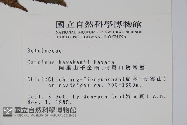 阿里山千金榆藏品圖，第2張