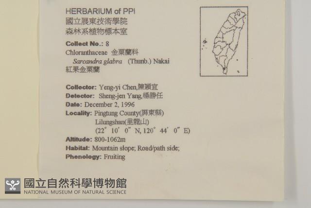 草珊瑚、紅果金粟蘭藏品圖，第2張