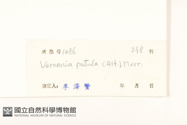 嶺南野菊藏品圖，第3張