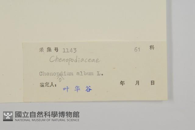 藜、灰藜藏品圖，第3張