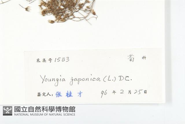 黃鵪菜藏品圖，第3張