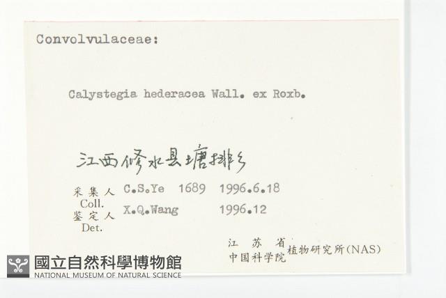 庫頁懸鉤子藏品圖，第3張