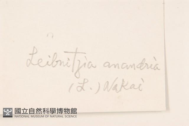 大丁草藏品圖，第3張