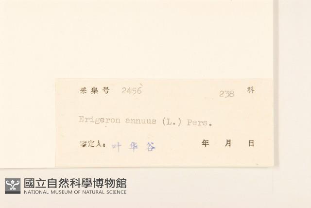 白頂飛蓬藏品圖，第3張