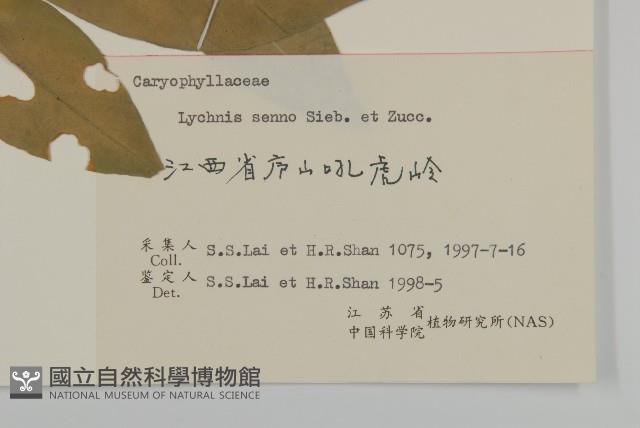 剪秋羅、剪秋紗、漢宮秋藏品圖，第3張