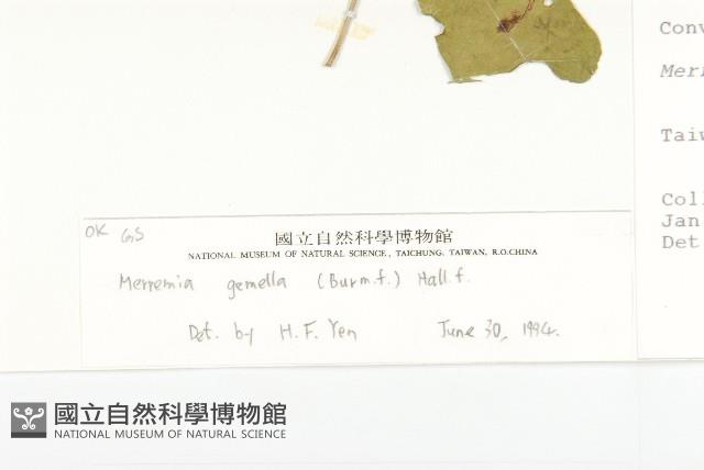 菜欒藤藏品圖，第3張