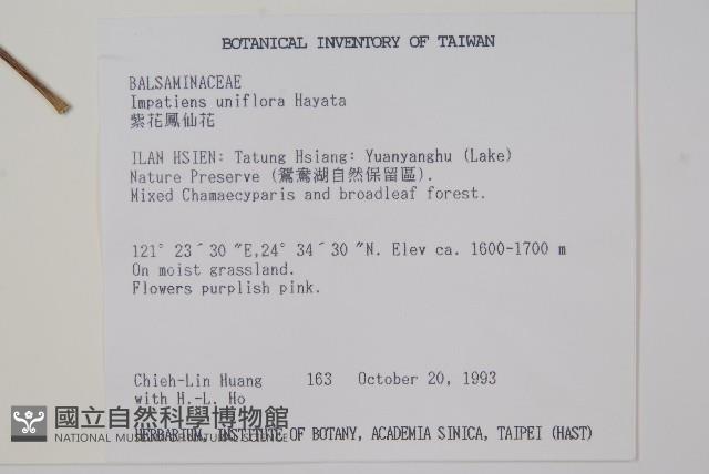 紫花鳳仙花藏品圖，第2張