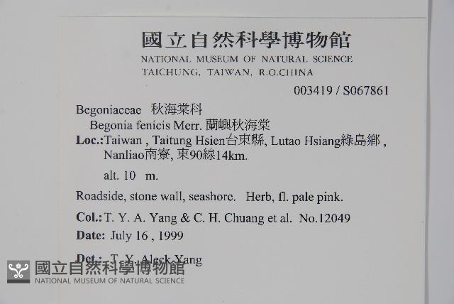 蘭嶼秋海棠藏品圖，第2張