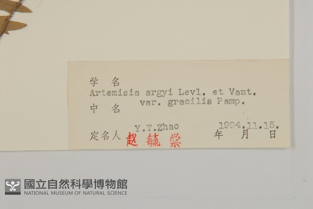 朝鮮艾蒿藏品圖，第3張