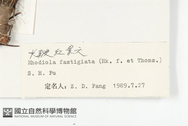 長鞭紅景天藏品圖，第3張