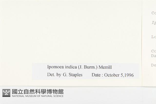 銳葉牽牛藏品圖，第3張