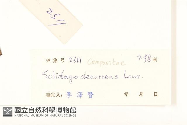 一枝黃花藏品圖，第3張