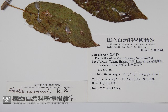 厚殼樹藏品圖，第2張