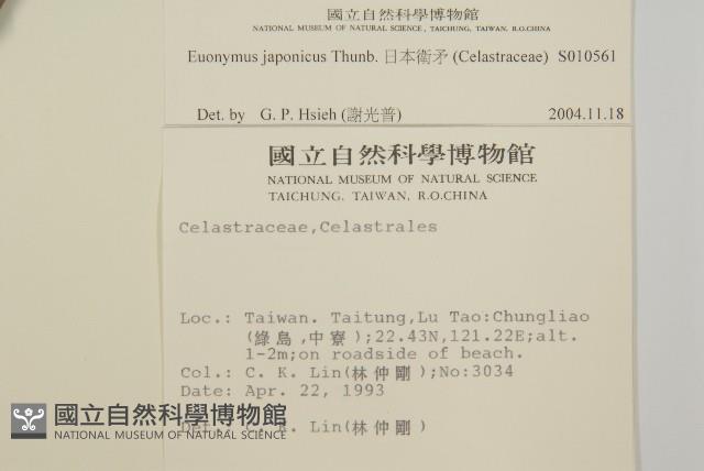 日本衛矛, 大葉黃楊藏品圖，第2張