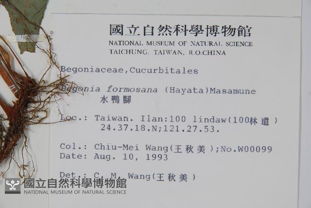 水鴨腳藏品圖，第2張