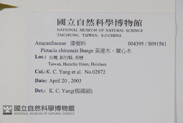 黃連木、爛心木藏品圖，第2張