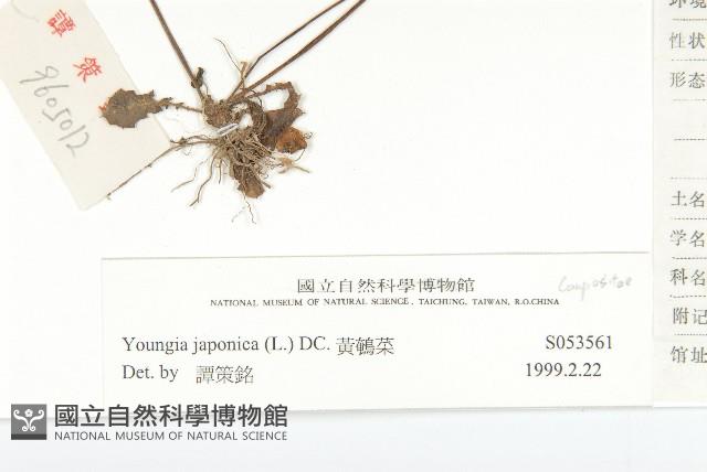 黃鵪菜藏品圖，第3張